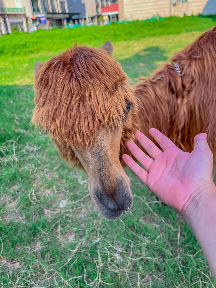 藍田公園羊駝 藍田公園羊駝