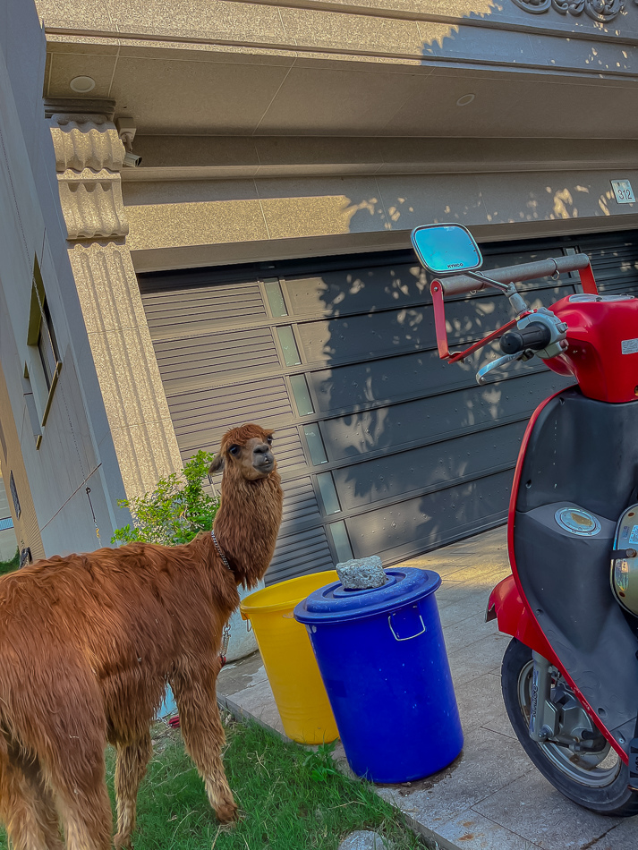 藍田公園羊駝 藍田公園羊駝