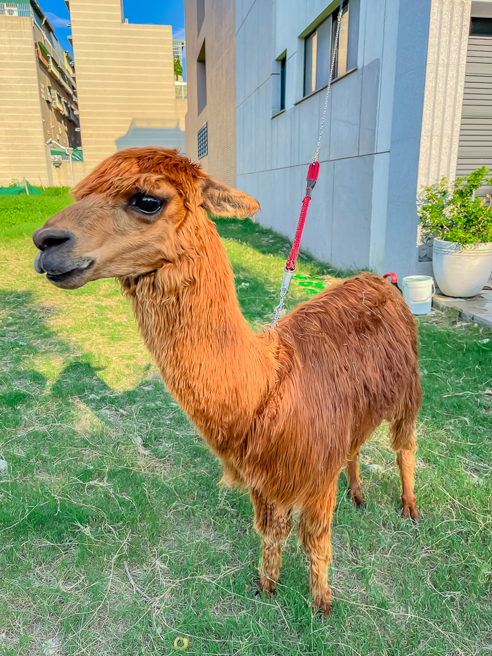 藍田公園羊駝 藍田公園羊駝