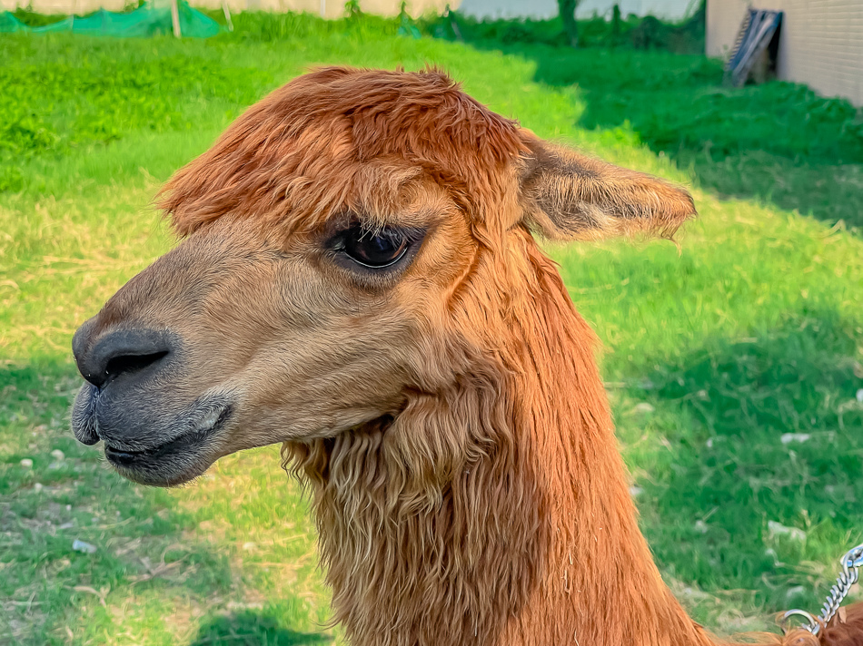 藍田公園羊駝 藍田公園羊駝