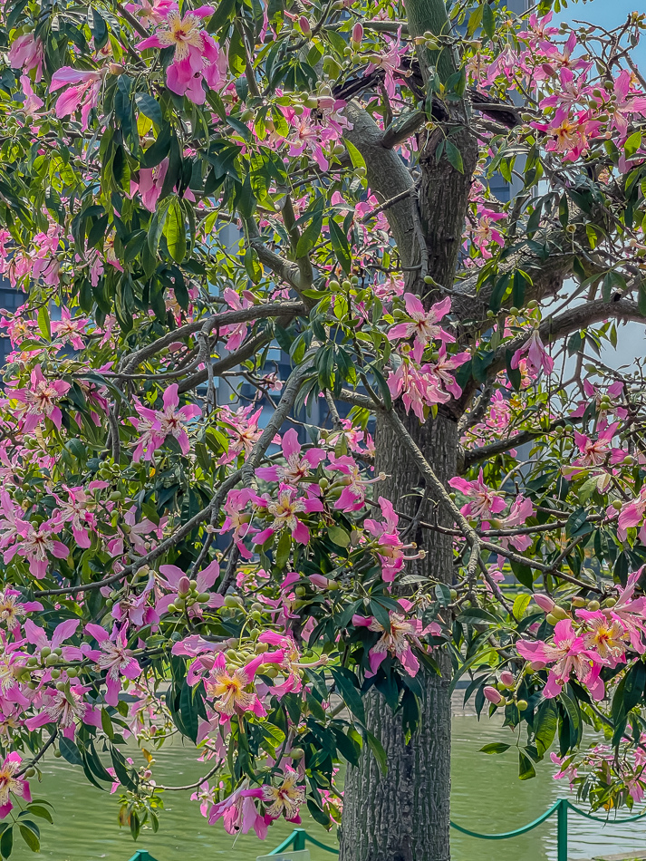 樂邦迷 越式圓法&潛艇堡專賣 樂邦迷 越式圓法&潛艇堡專賣