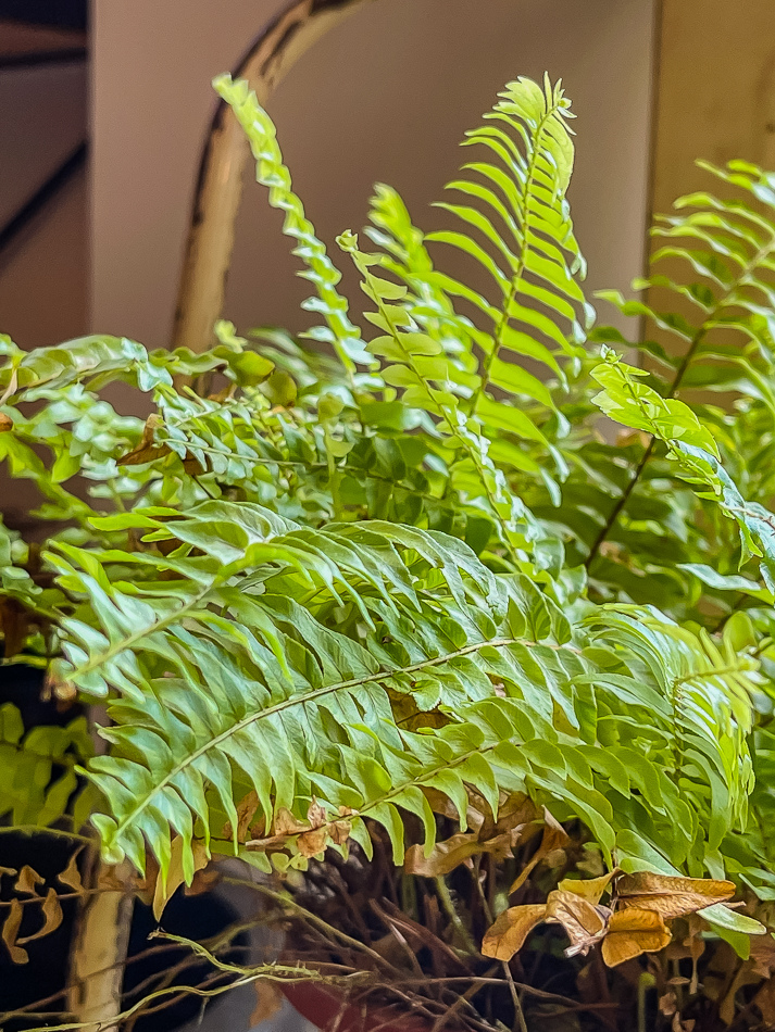 自然熟店內環境 自然熟店內環境