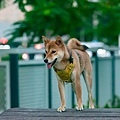 岡山狗狗公園