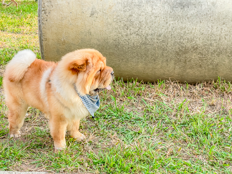 岡山狗狗公園