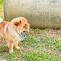 岡山狗狗公園