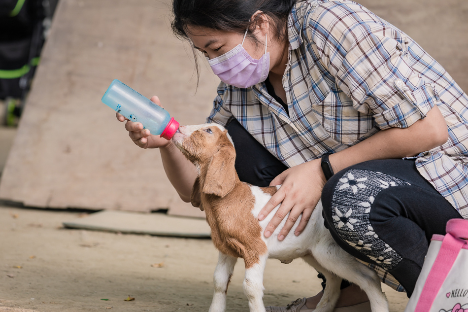 八老爺車站 - 乳牛的家 八老爺車站 - 乳牛的家