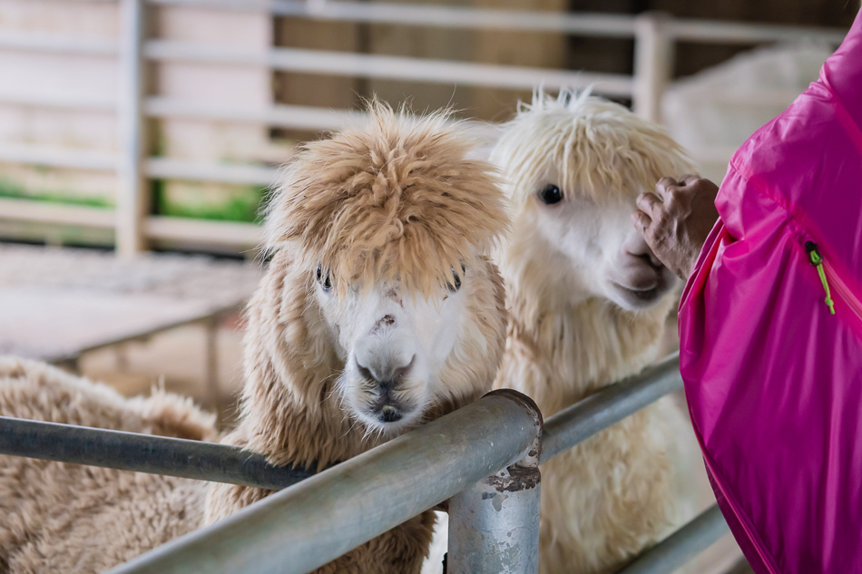 八老爺車站 - 乳牛的家 八老爺車站 - 乳牛的家