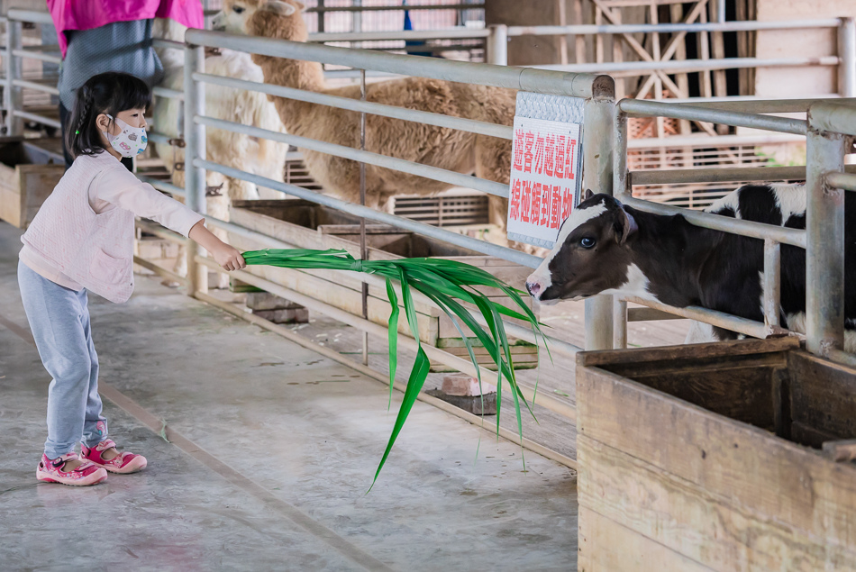 八老爺車站 - 乳牛的家 八老爺車站 - 乳牛的家