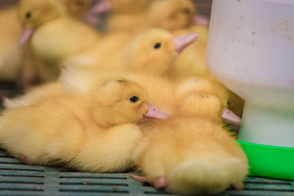 八老爺車站 - 乳牛的家 八老爺車站 - 乳牛的家