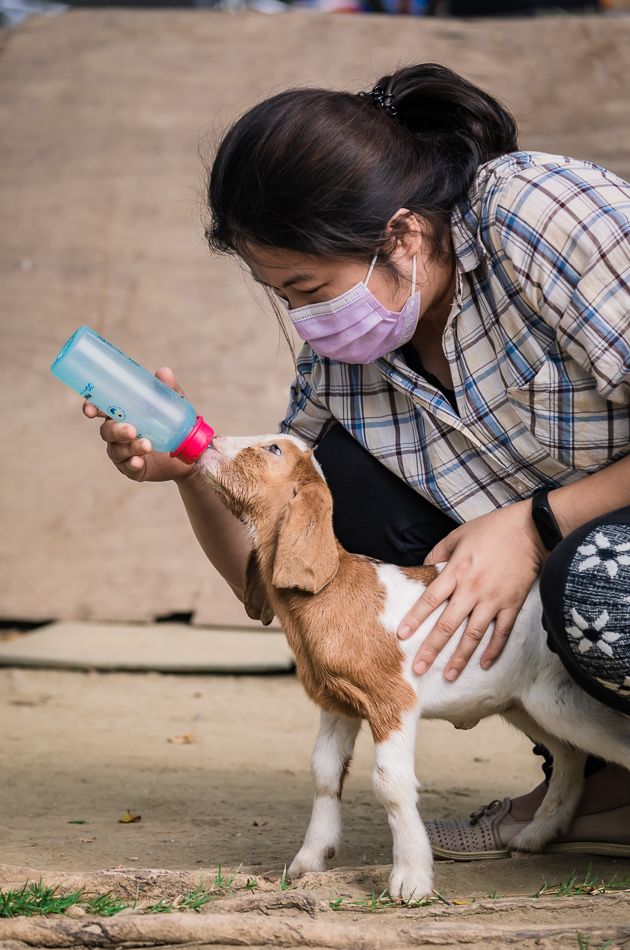 八老爺車站 - 乳牛的家 八老爺車站 - 乳牛的家
