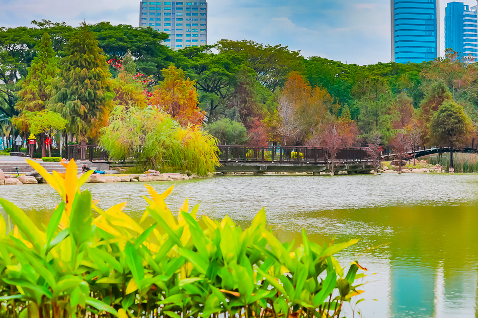 凹子底公園賞落羽松