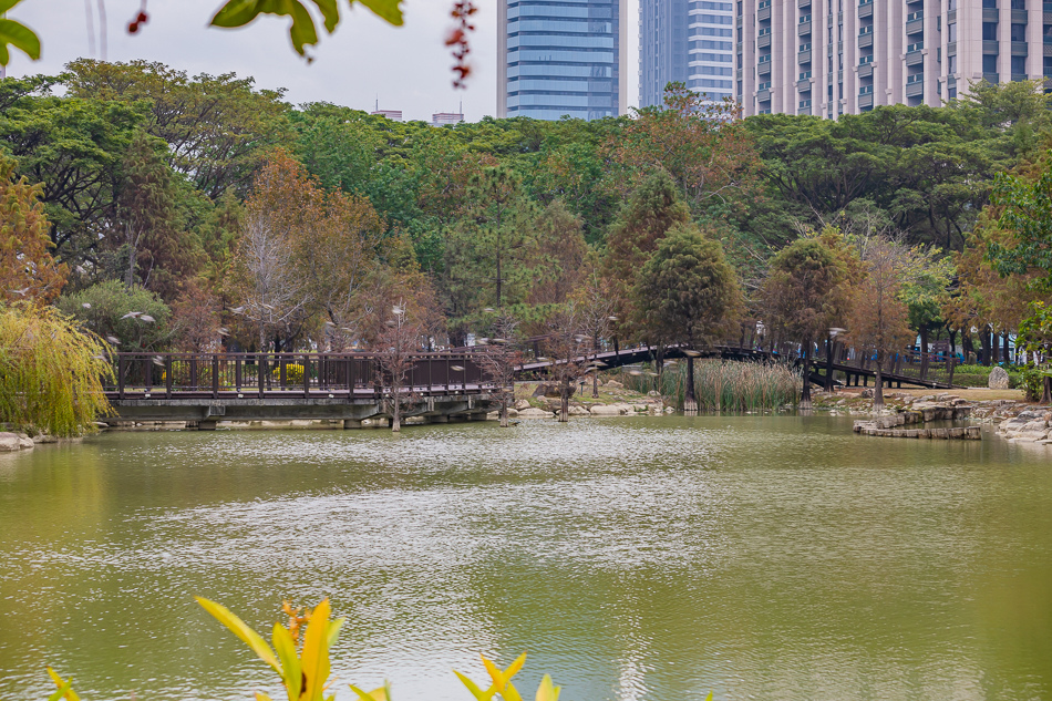 凹子底公園賞落羽松