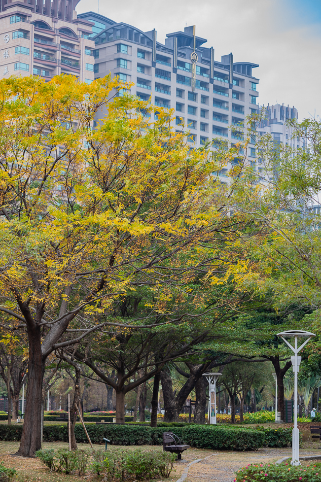 凹子底公園賞落羽松