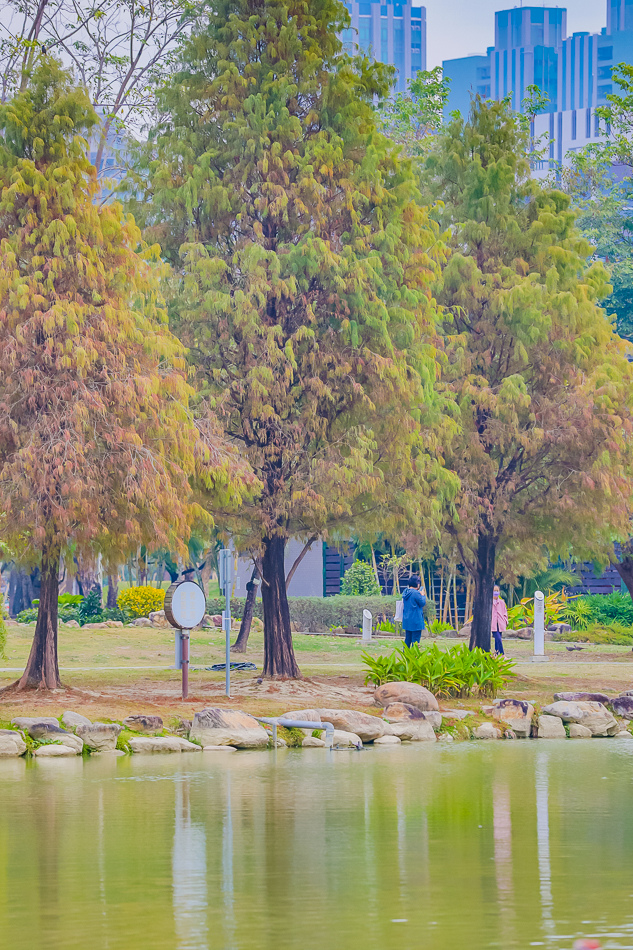 凹子底公園賞落羽松