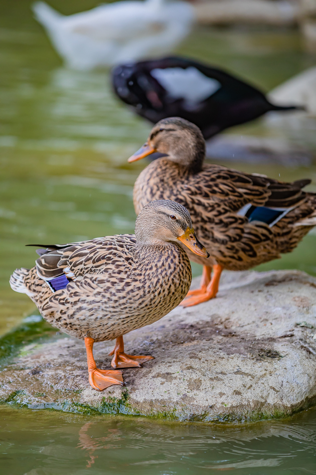 凹子底公園賞落羽松