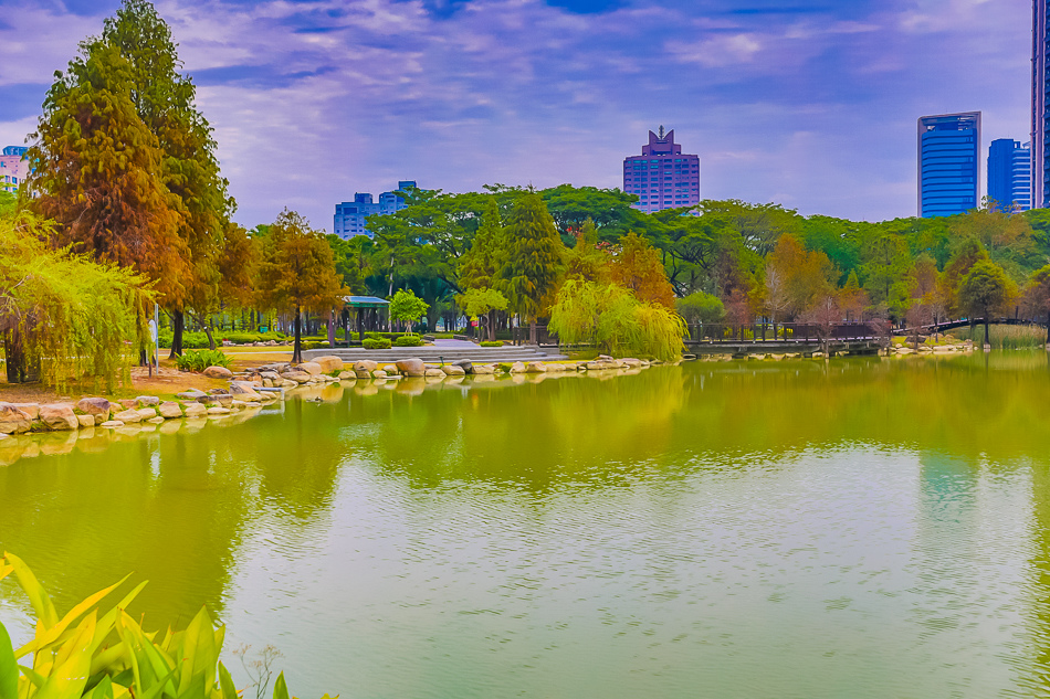 凹子底公園賞落羽松