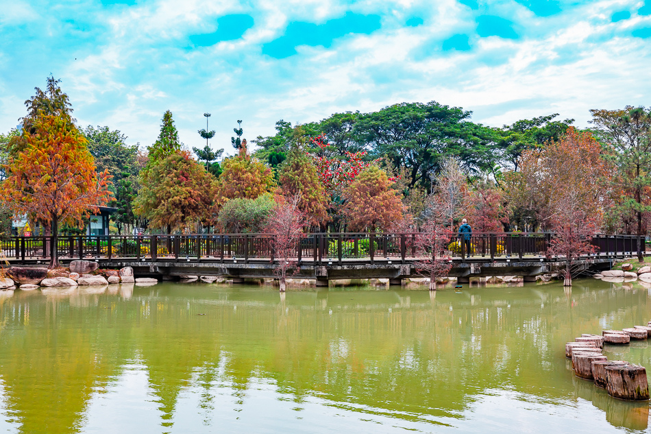 凹子底公園賞落羽松