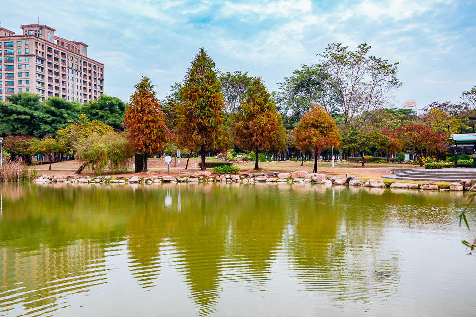 凹子底公園賞落羽松