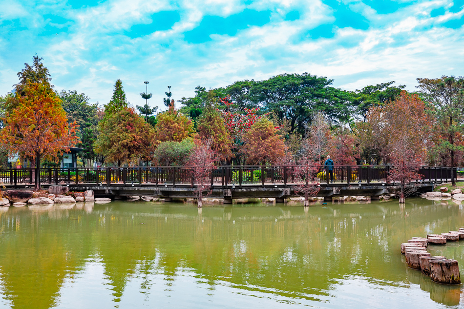 凹子底公園賞落羽松