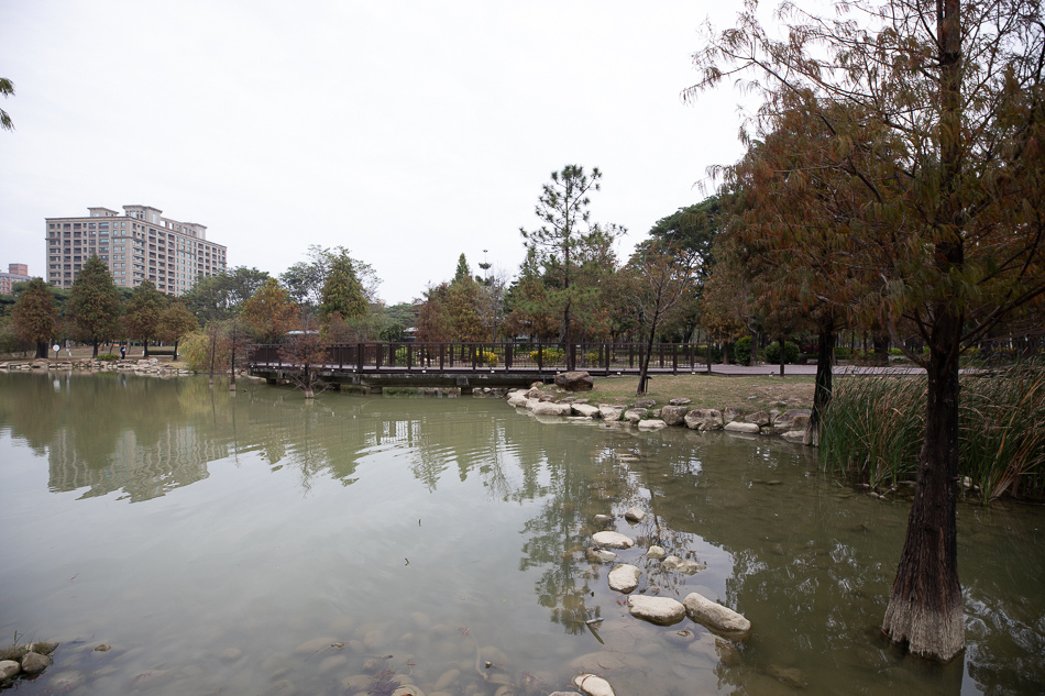 凹子底公園賞落羽松