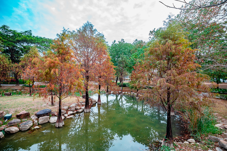 凹子底公園賞落羽松