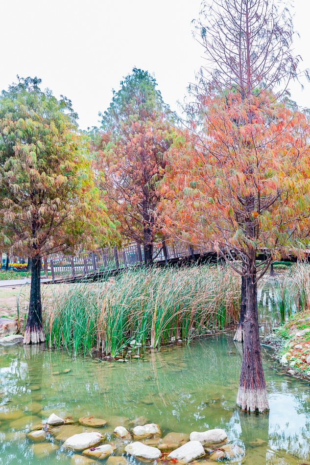 凹子底公園賞落羽松