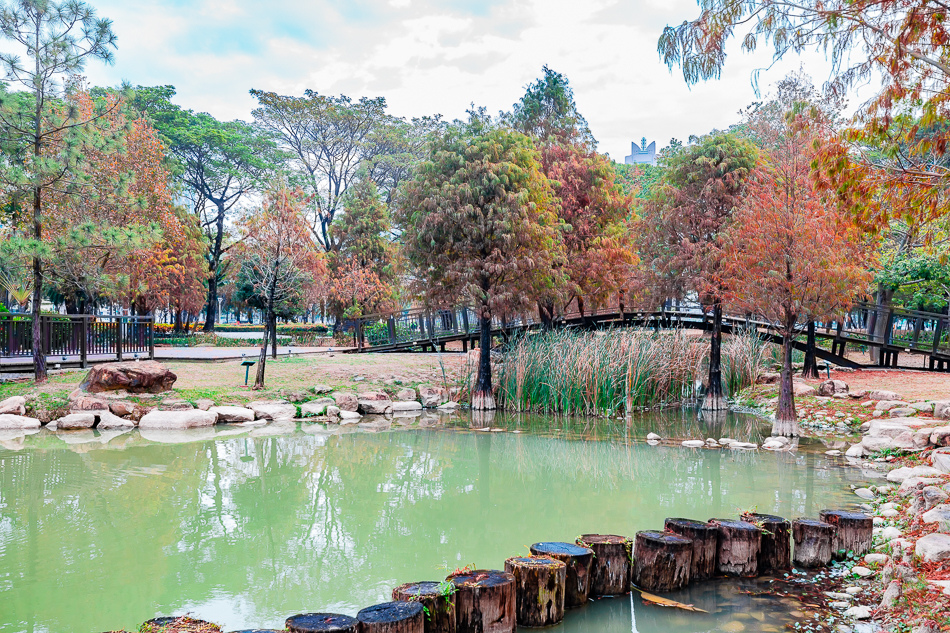 凹子底公園賞落羽松