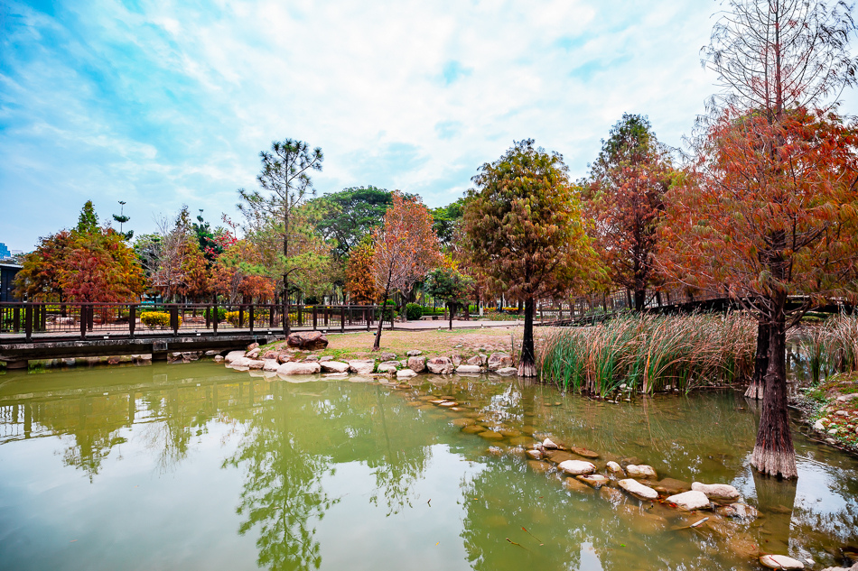 凹子底公園賞落羽松