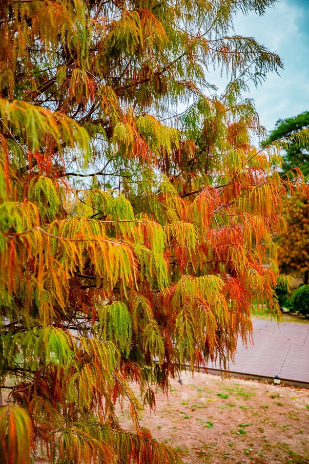 凹子底公園賞落羽松