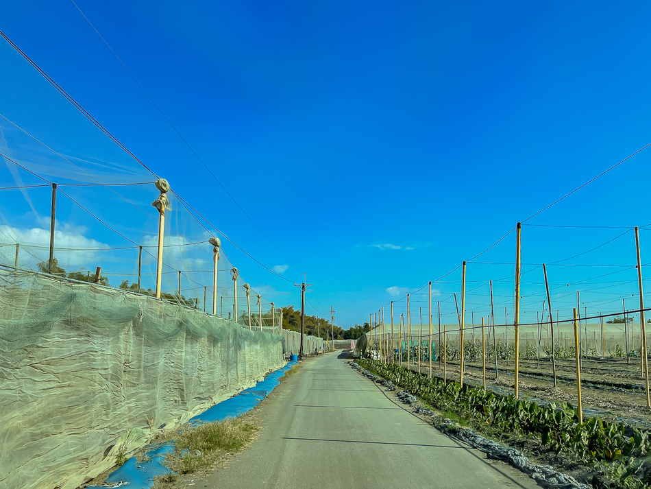 大樹 劉爸草莓園 大樹 劉爸草莓園