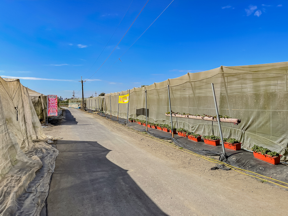 大樹 劉爸草莓園 大樹 劉爸草莓園