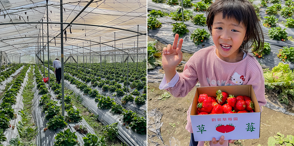 大樹 劉爸草莓園 大樹 劉爸草莓園
