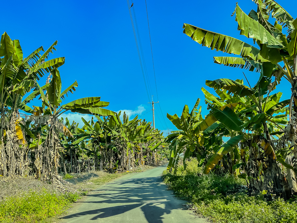 大樹 劉爸草莓園 大樹 劉爸草莓園