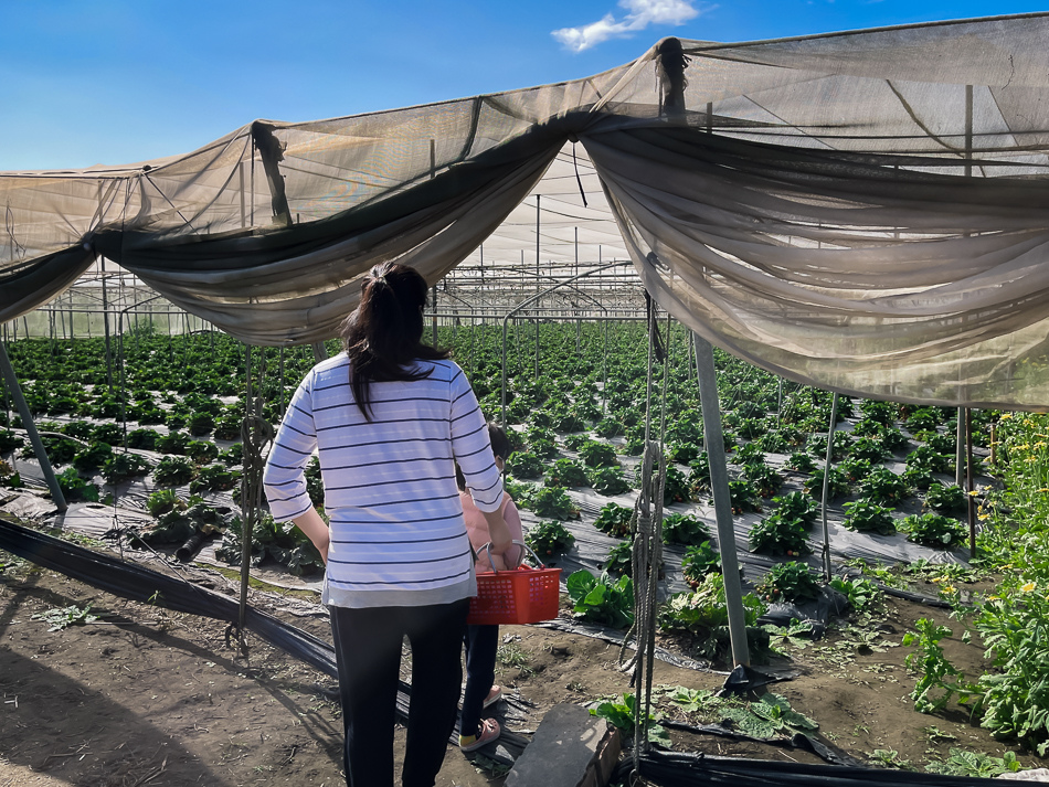 大樹 劉爸草莓園