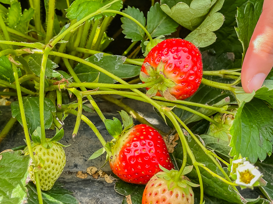 大樹 劉爸草莓園