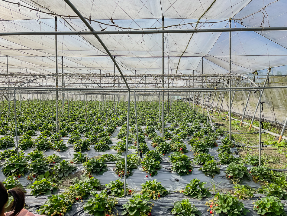 大樹 劉爸草莓園 大樹 劉爸草莓園