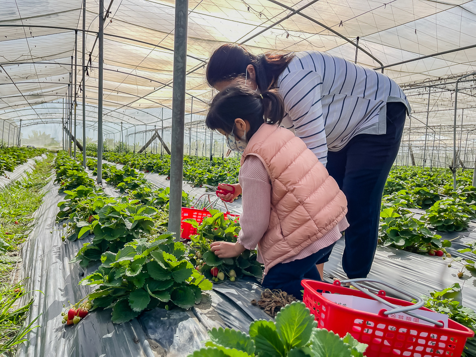大樹 劉爸草莓園