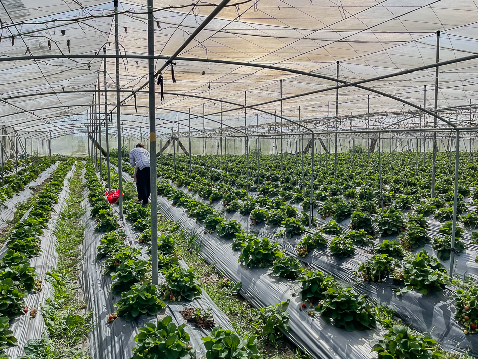 大樹 劉爸草莓園 大樹 劉爸草莓園