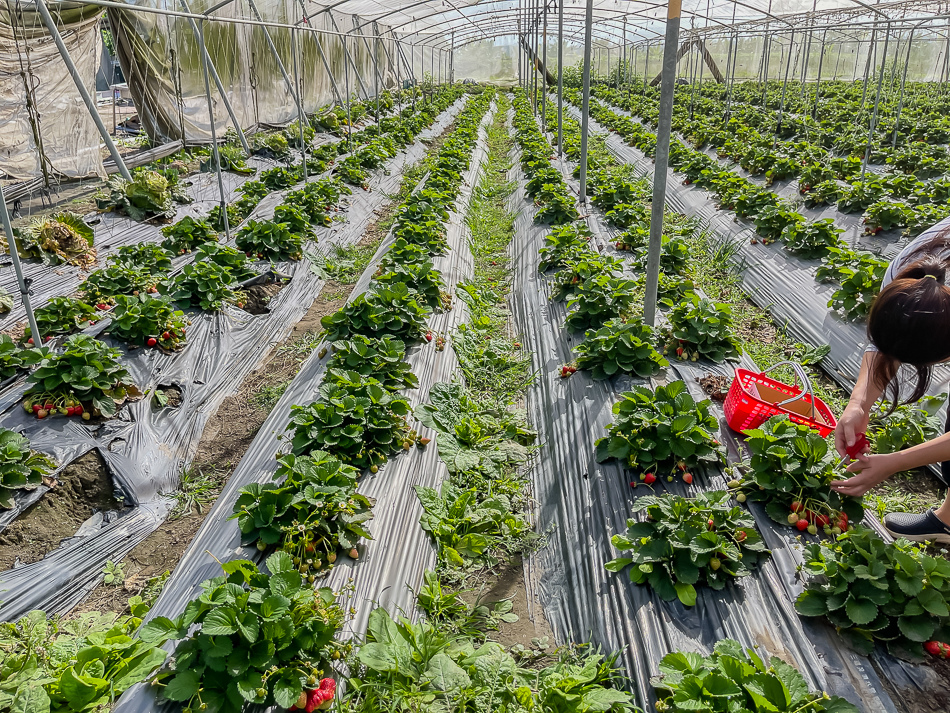 大樹 劉爸草莓園 大樹 劉爸草莓園