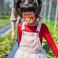 大崗山草莓園