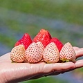 大崗山草莓園