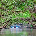 台南景點》四草綠色隧道