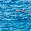 小琉球 - 玻璃船看魚群與海龜