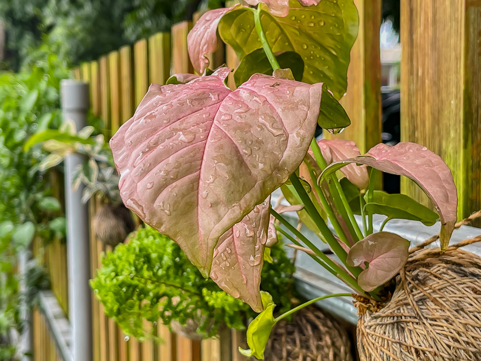 屏東美食 / 玉米三巷冰淇淋工坊