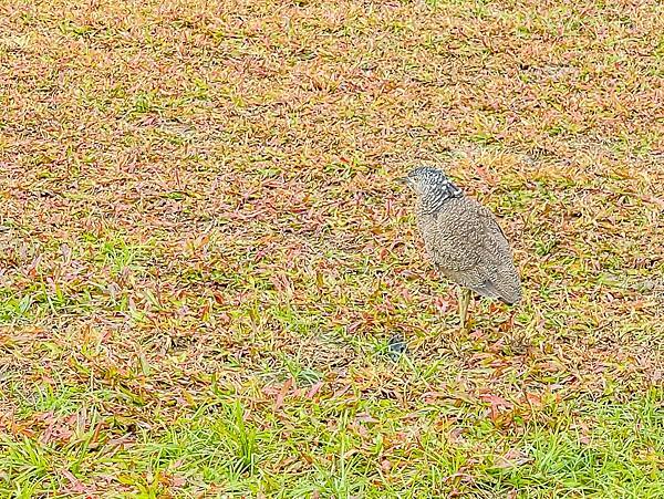 新園鄉特色公園 (17).jpg