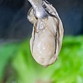 高雄美食高雄火鍋花花世界 (51).jpg