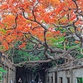 介紹高雄景點 - 湖內番茄會社