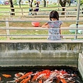 高雄橋頭旅遊景點 - 水流庄牧場 (28).jpg