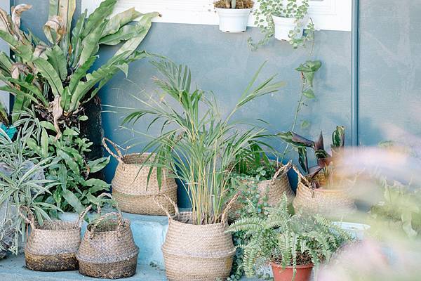 撒花咖啡 - 植物