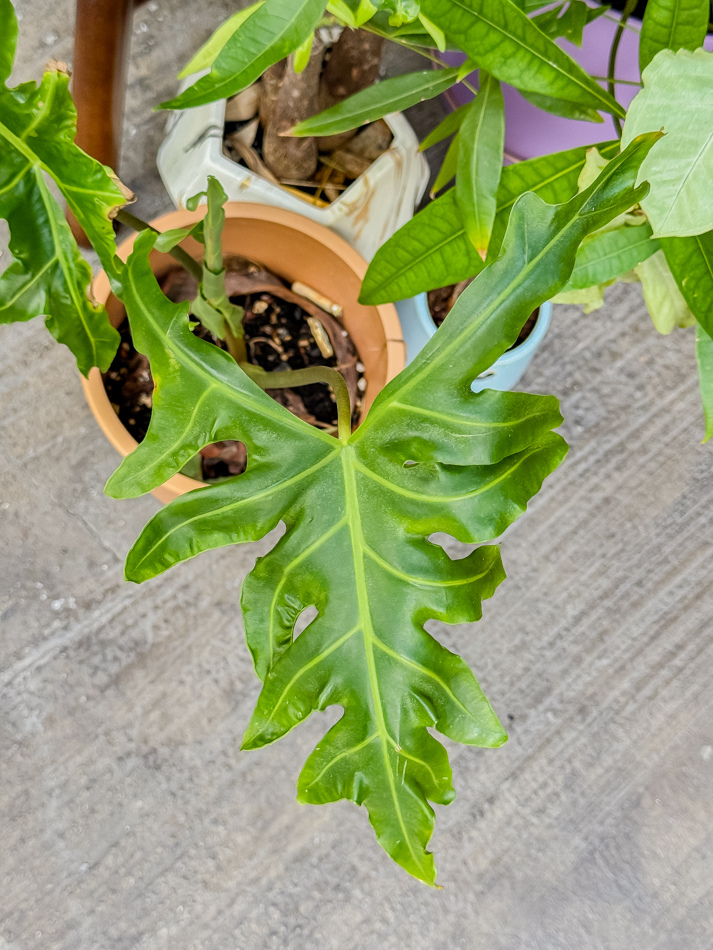 戶外植物